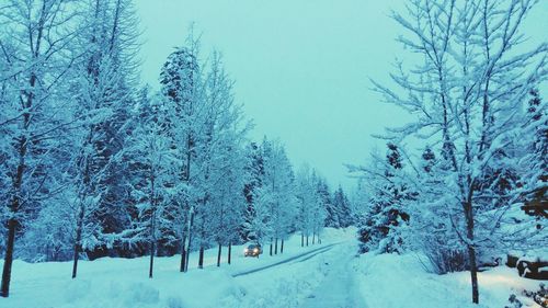 Trees on snow covered field against sky