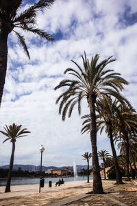 Palm trees on beach against sky