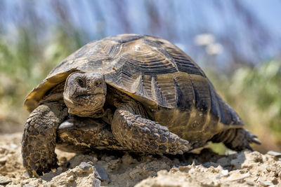 Close-up of tortoise