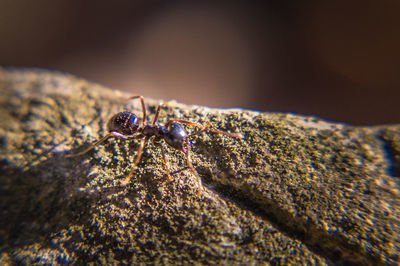 Close-up of spider on rock