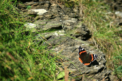 Close up of insect on rock