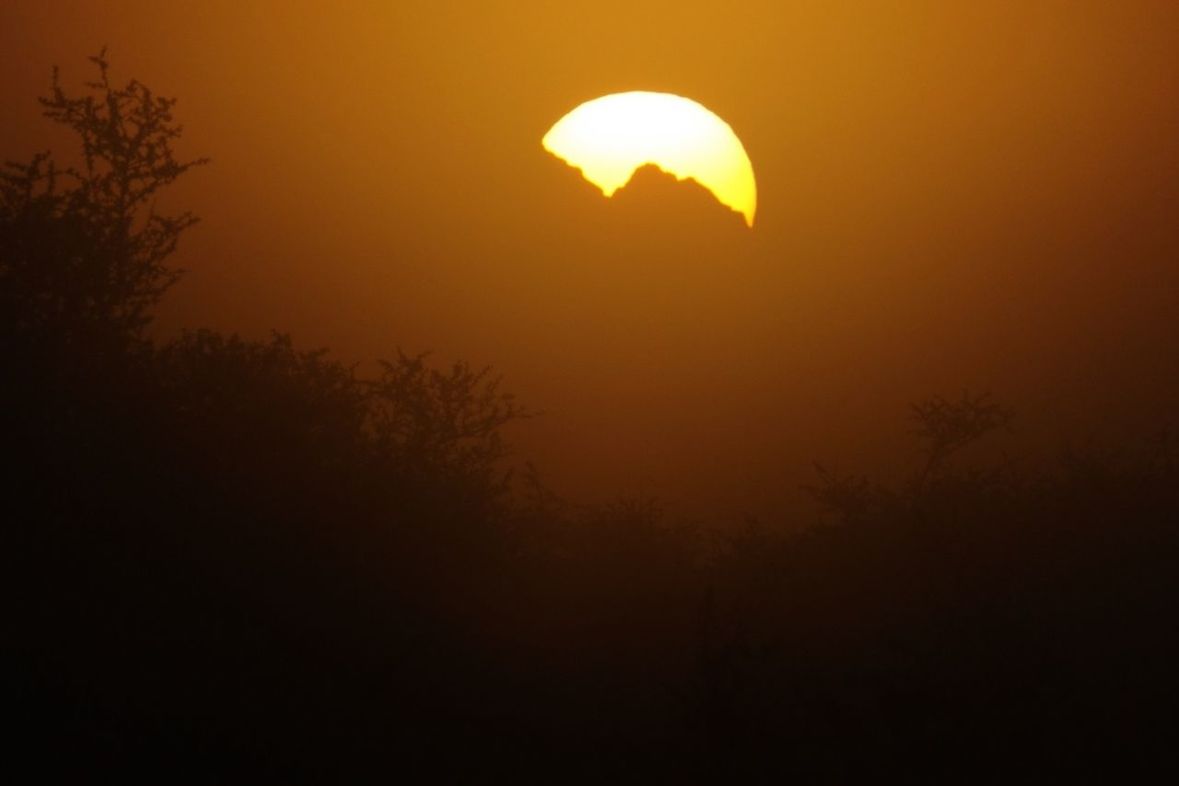 SILHOUETTE OF TREES AT SUNSET