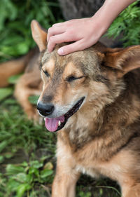 A child's hand stroking a stray dog