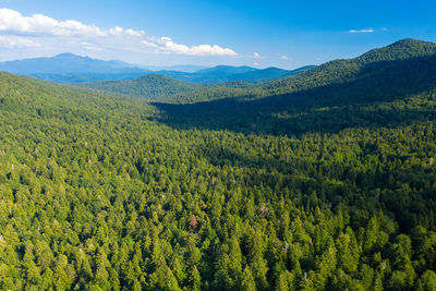 Scenic view of primary forest cordova uvala in croatia