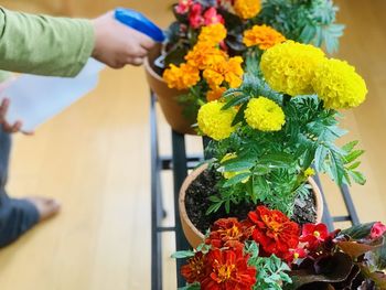 High angle view of person holding flower pot on table