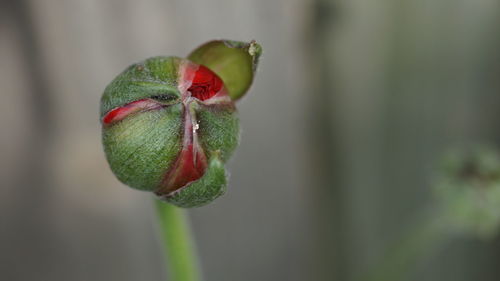 Close-up of red flower bud