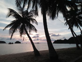 Silhouette palm trees on beach against sky