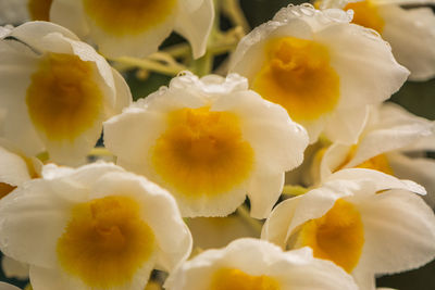 Full frame shot of yellow flowers