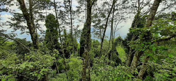 Panoramic view of trees growing in forest