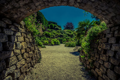 Plants growing by wall