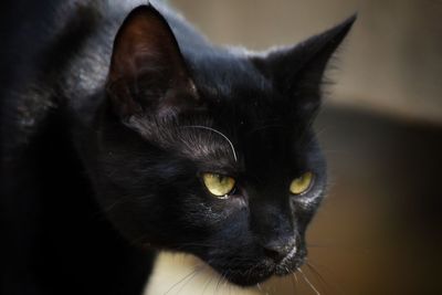 Close-up portrait of black cat