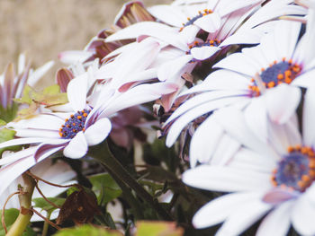 Close-up of white flowers blooming outdoors