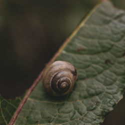 Close-up of snail on leaf