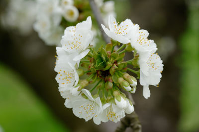 Cherry blossom