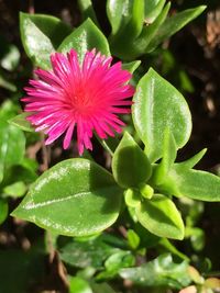 Close-up of pink flower
