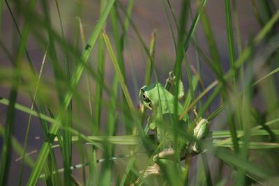 High angle view of frog on grass