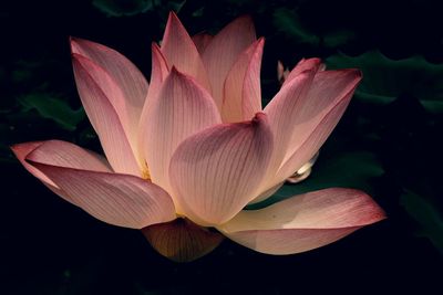 Close-up of pink lily