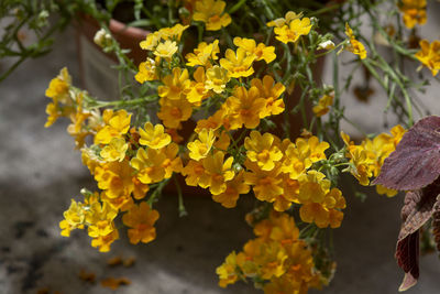 Close-up of yellow flowering plant