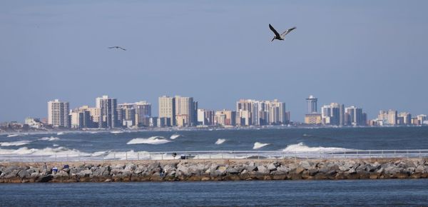 Seagulls flying over sea and buildings in background