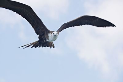 Low angle view of fregate bird  flying in sky