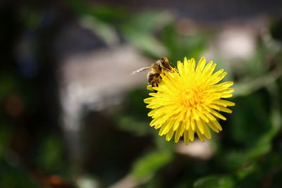 Close-up of bee on yellow flower