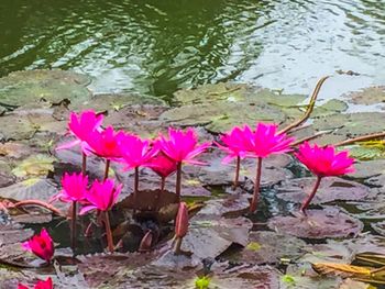 Lotus water lily in pond