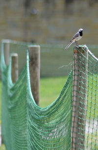 Close-up of bird