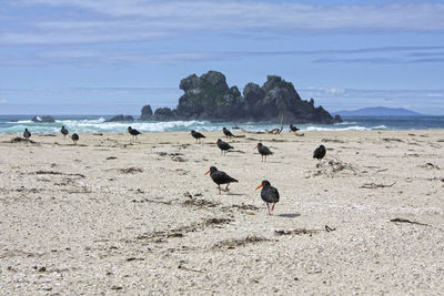 Seagulls on beach