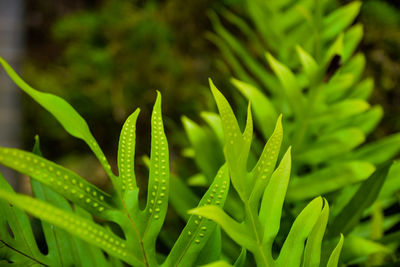 Close-up of fresh green plant