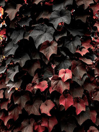 High angle view of leaves during autumn