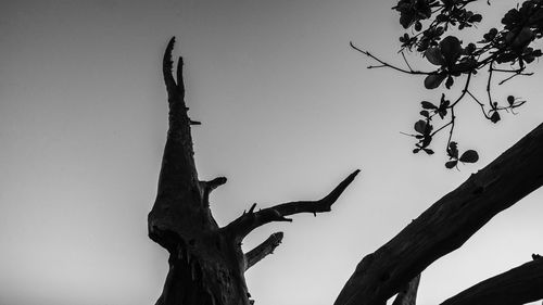 Low angle view of silhouette tree against sky