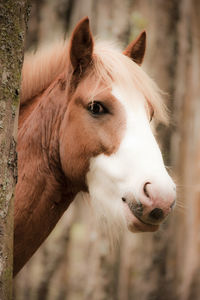 Close-up of horse