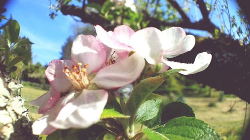 Close-up of flowers blooming on tree