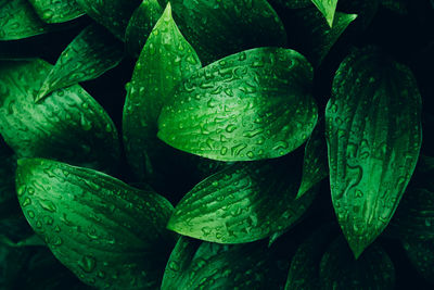 Full frame shot of wet leaves