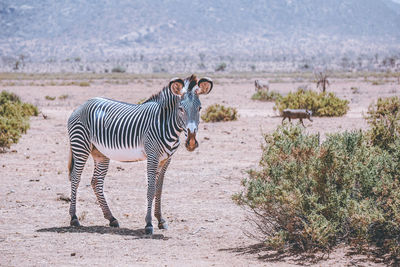 Zebra standing on ground