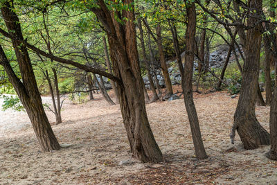 Trees in forest