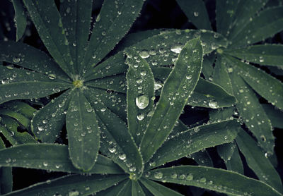 Close up shot of wet leaves