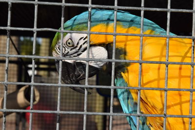 Close-up of parrot perching in cage at zoo