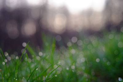 Close-up of wet plants on field