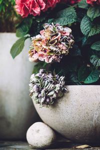 Close-up of potted plant