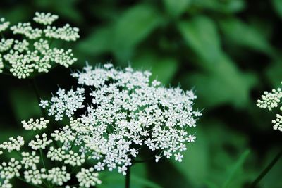 Close-up of white flowers