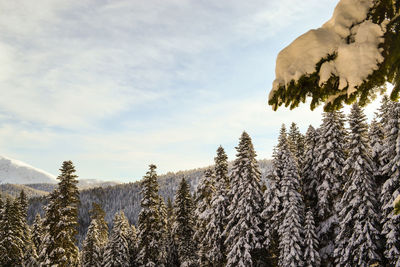 Pine trees on snowcapped mountains against sky