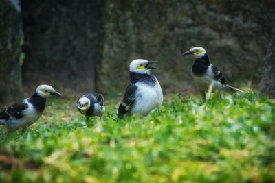 Close-up of birds perching on grass
