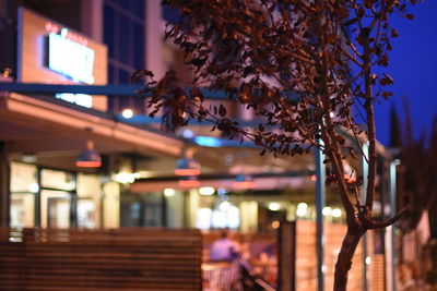 Close-up of illuminated tree at night