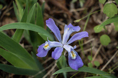 Close-up of purple flowers blooming outdoors