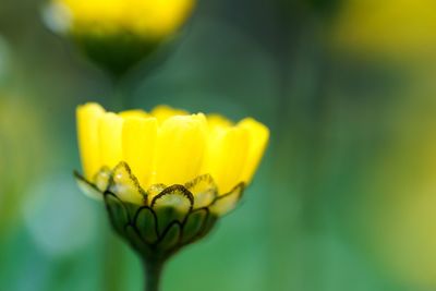 Close-up of yellow flower