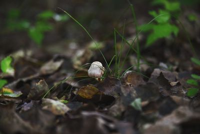 Surface level of white flowers on field