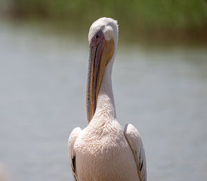 pelican