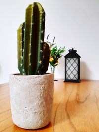 Close-up of succulent plant on table against wall
