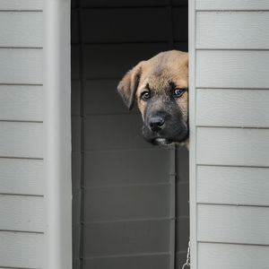 Close-up portrait of a dog